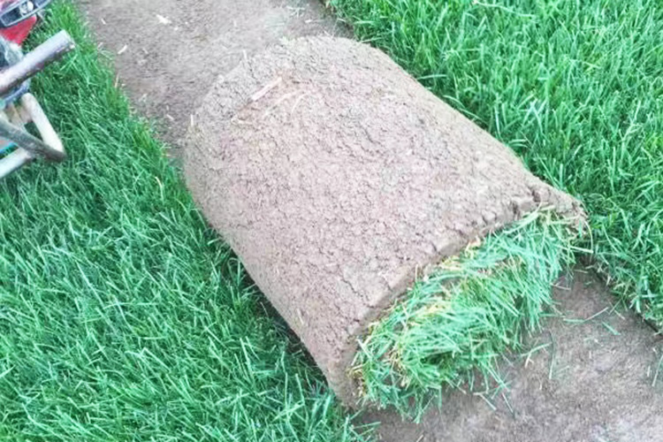 早熟禾草坪 优异草坪 辽宁草坪种植基地