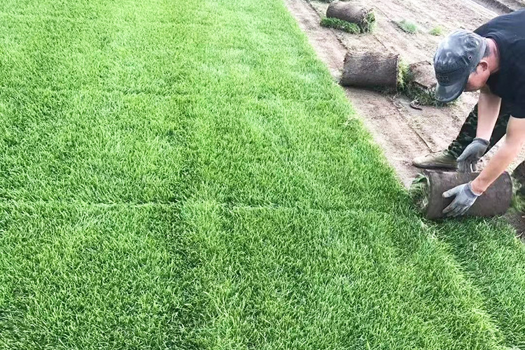 早熟禾草坪 优异草坪