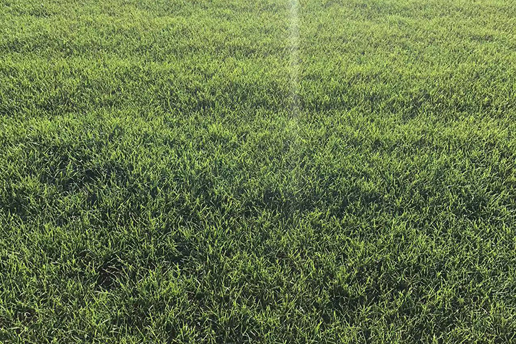 早熟禾草坪 优异草坪 辽宁草坪种植基地