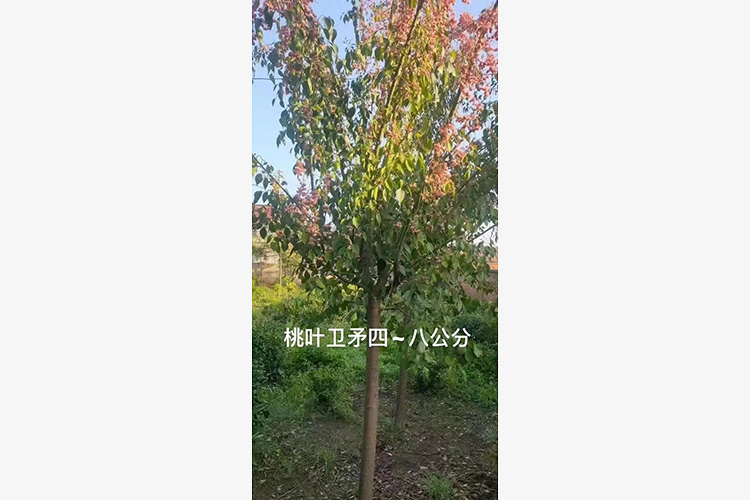 桃叶卫矛