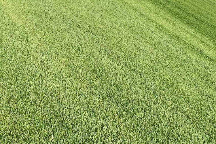 早熟禾草坪 优异草坪 辽宁草坪种植基地