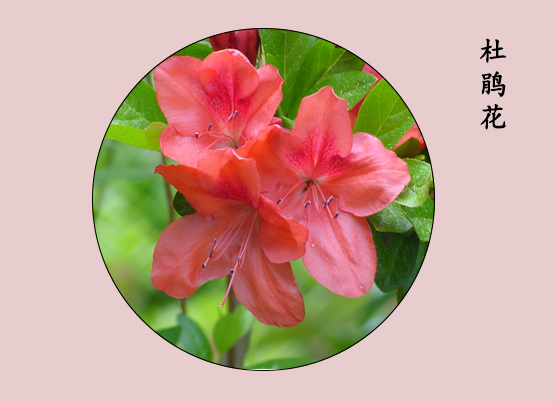 綠植科普——杜鵑花