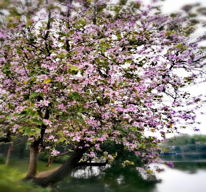 洋紫荆
