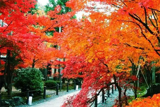 春红枫