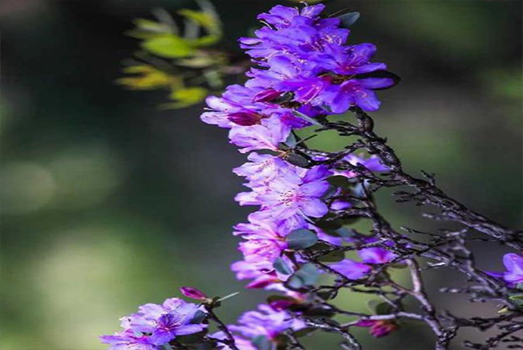 紫魁杜鵑
