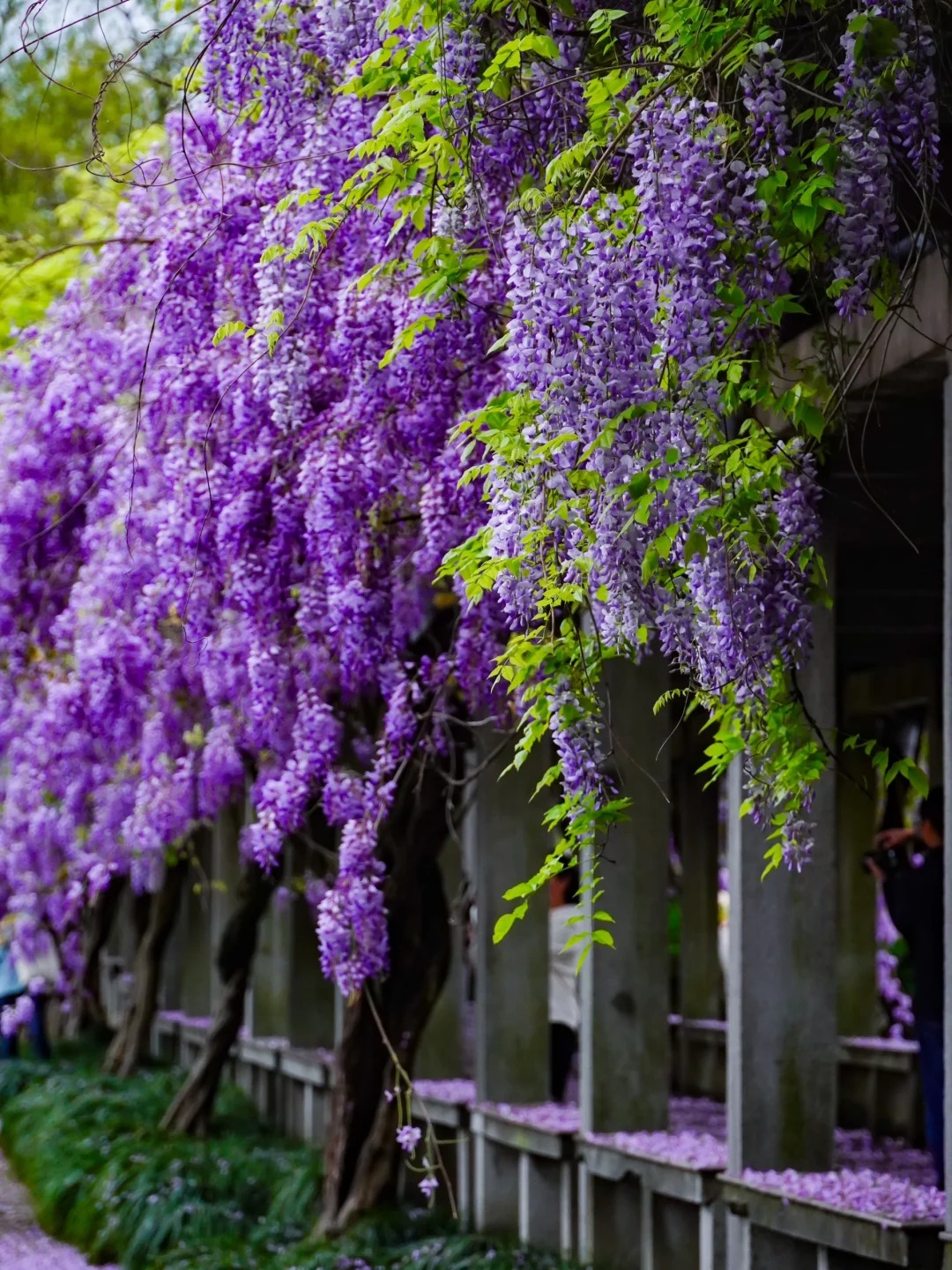 多彩紫藤--改良新品種：綻放多彩魅力的春日使者