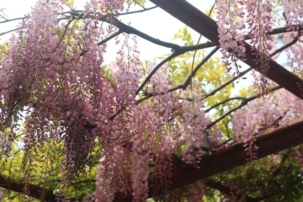 多彩紫藤：春日里的絢爛瑰寶與卓越優(yōu)勢