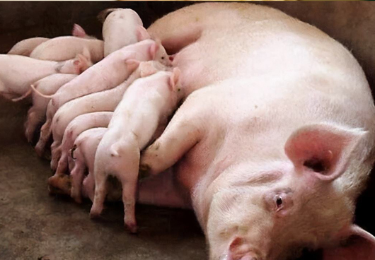 夏季母猪的常见问题及处理方法