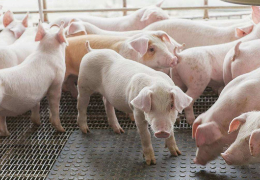 科學配制豬飼料必須遵守的四個營養搭配原則