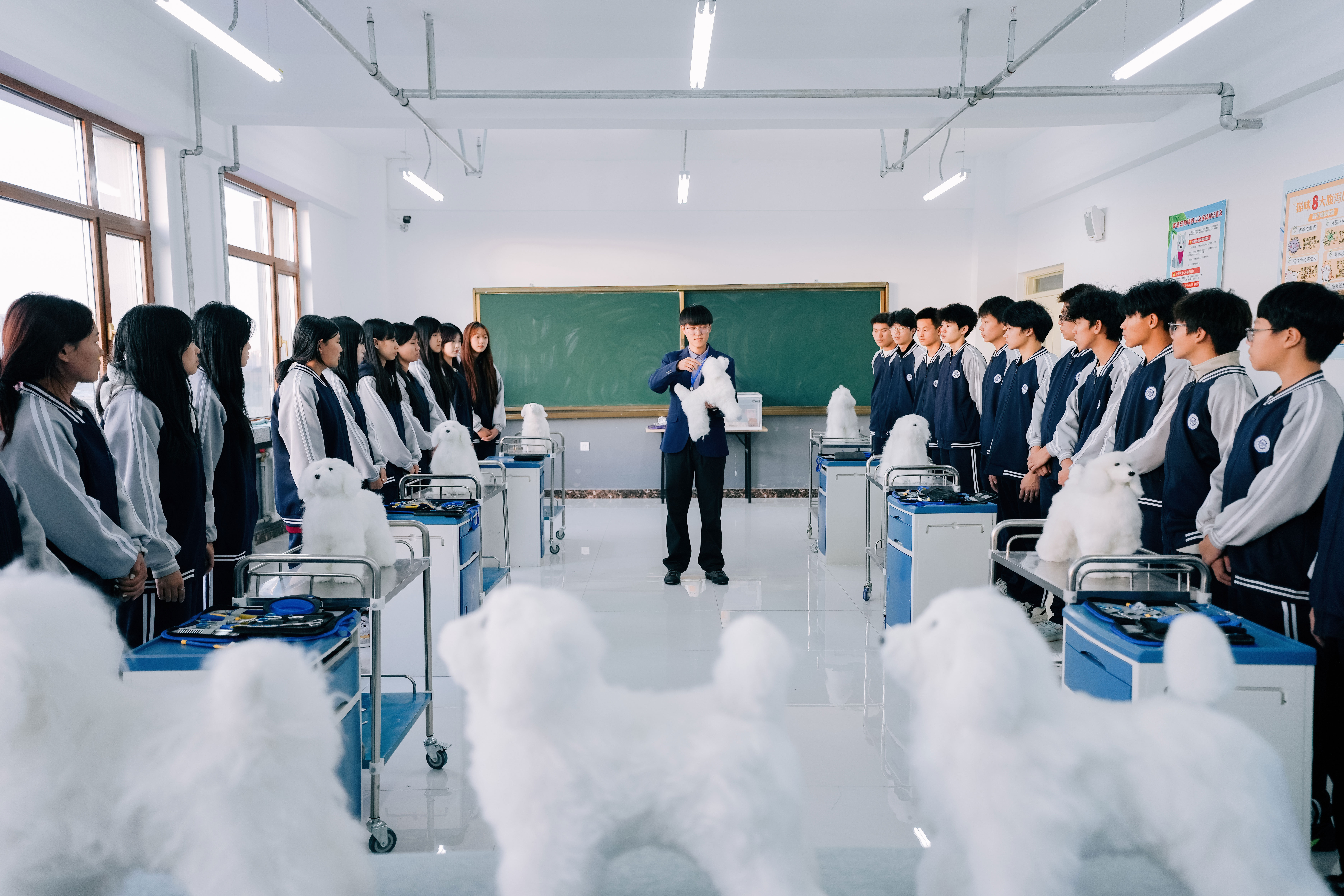 宠物医疗与护理