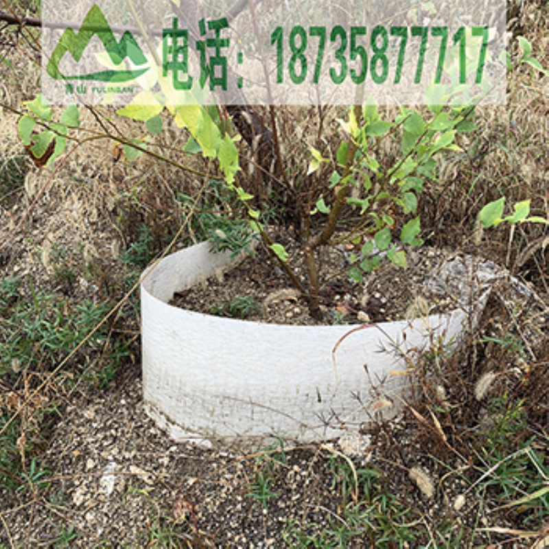 真假育林板
