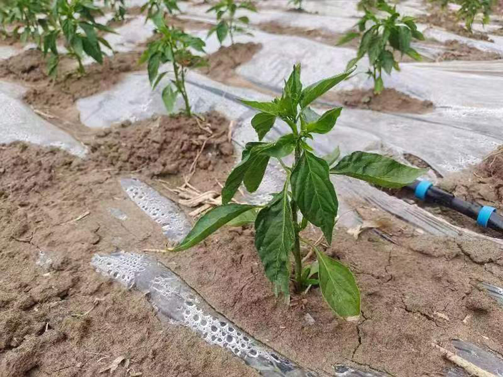 辣椒種植基地