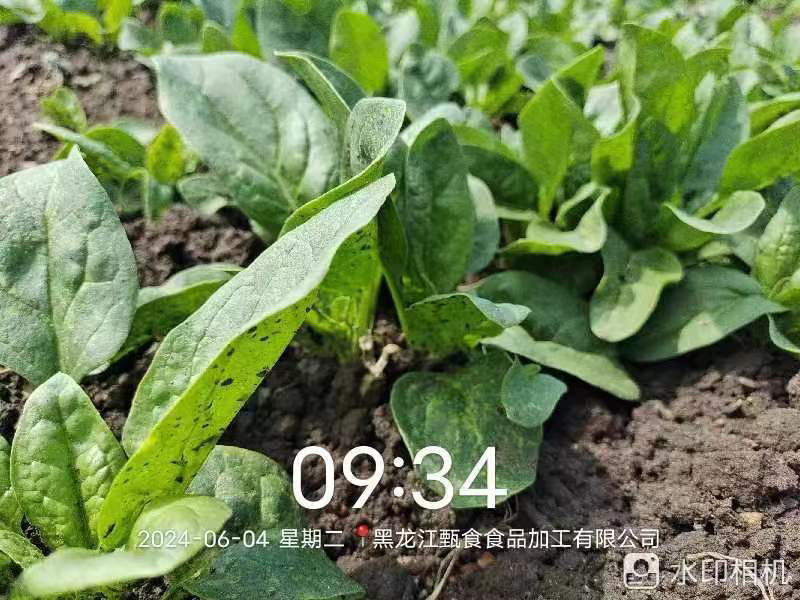 菠菜種植基地