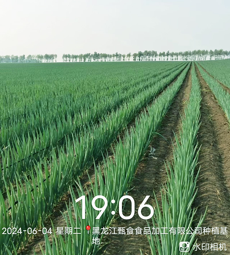 大蔥種植基地