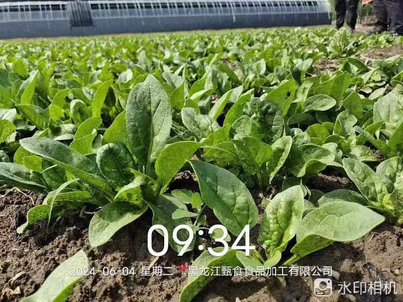 菠菜種植基地