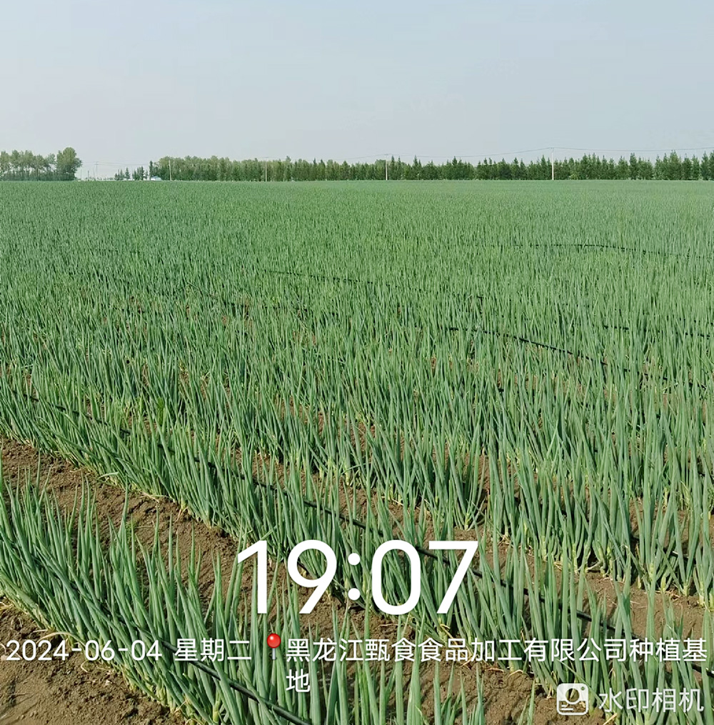 大蔥種植基地