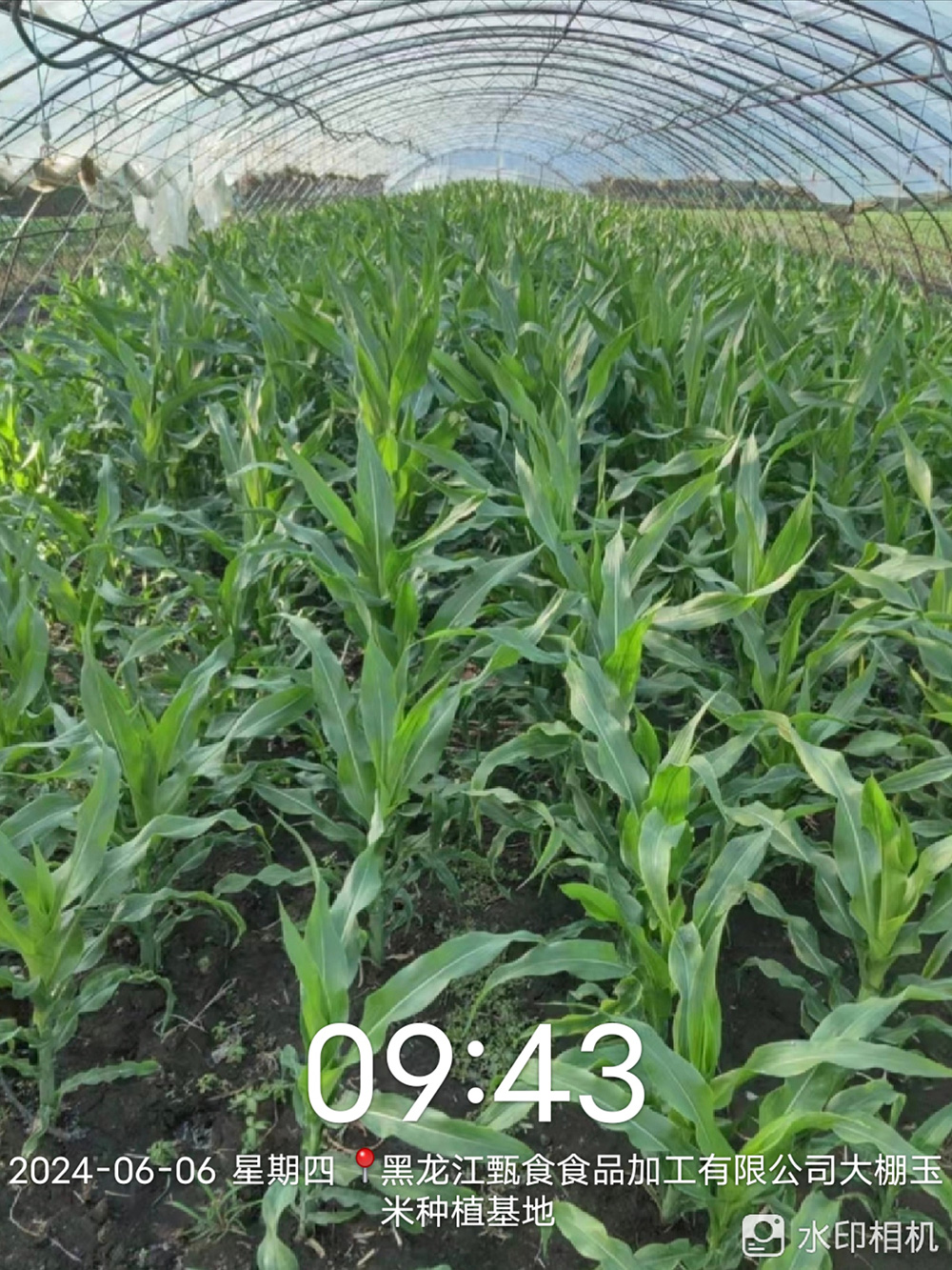 玉米種植基地