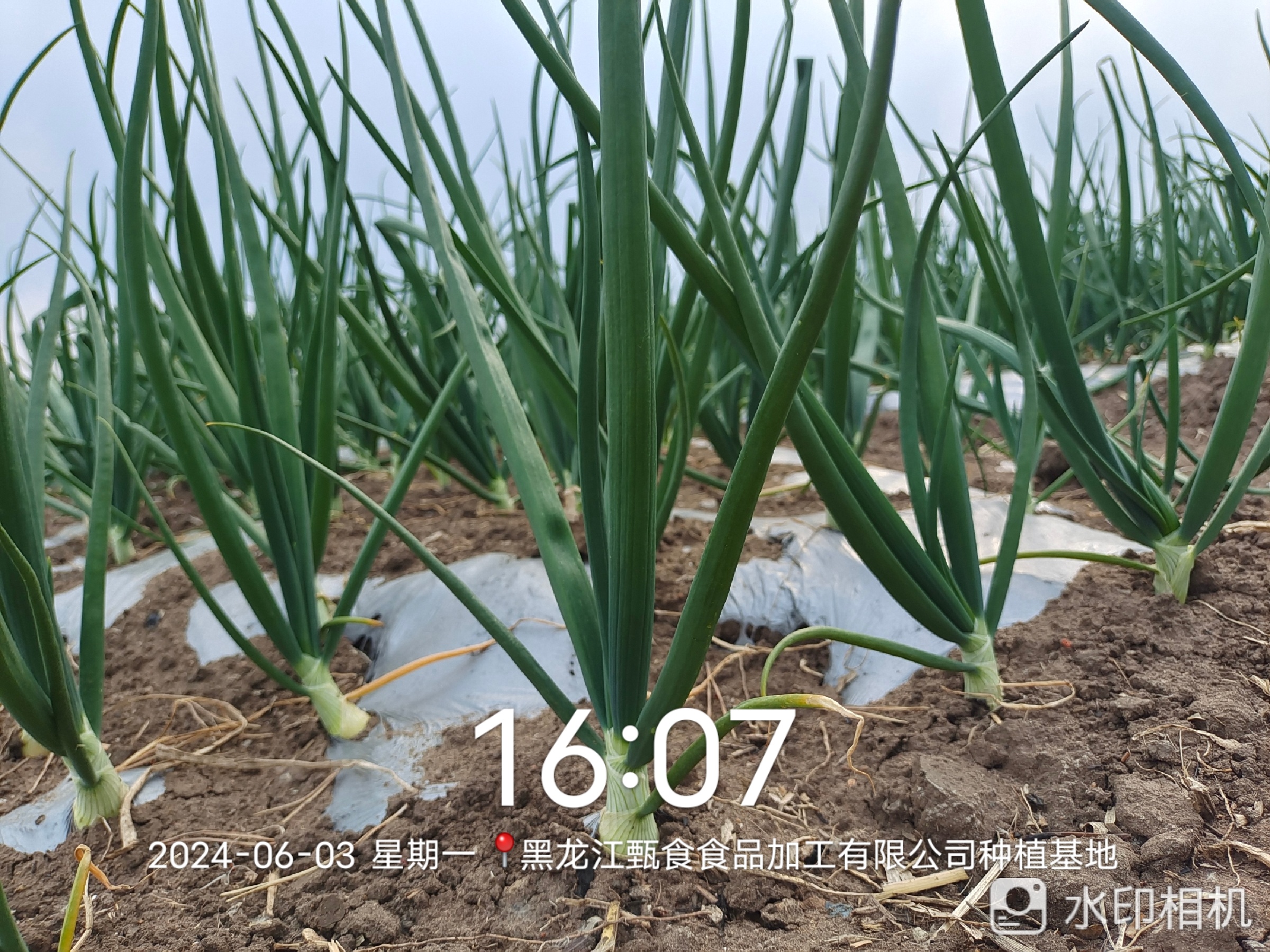洋蔥種植基地
