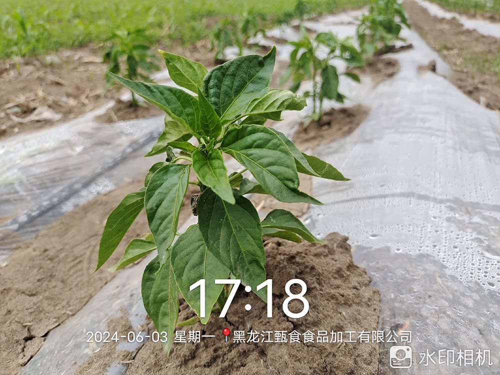辣椒種植基地