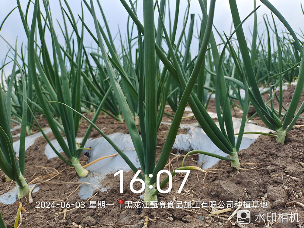 洋蔥種植基地