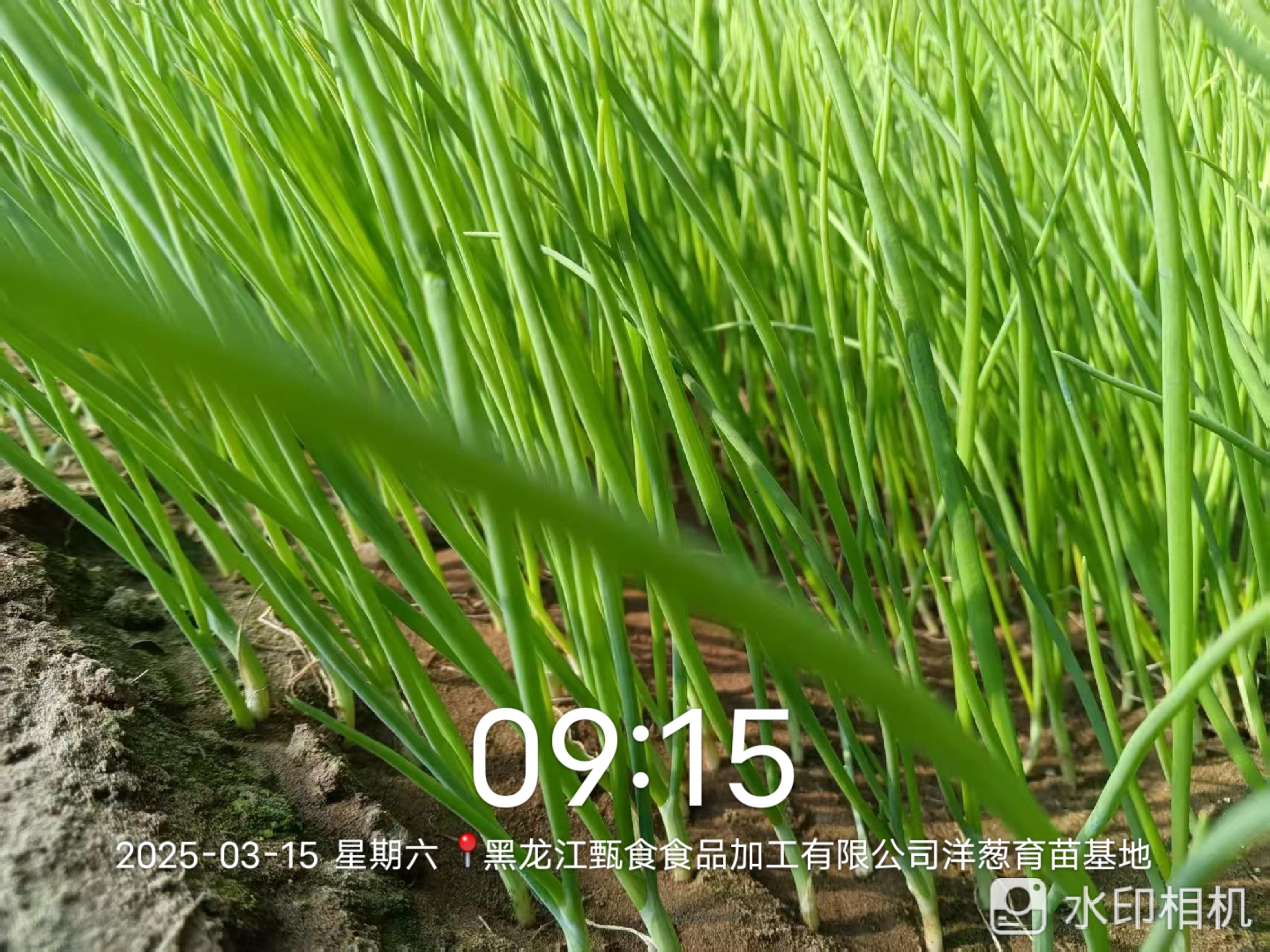 洋蔥育苗基地