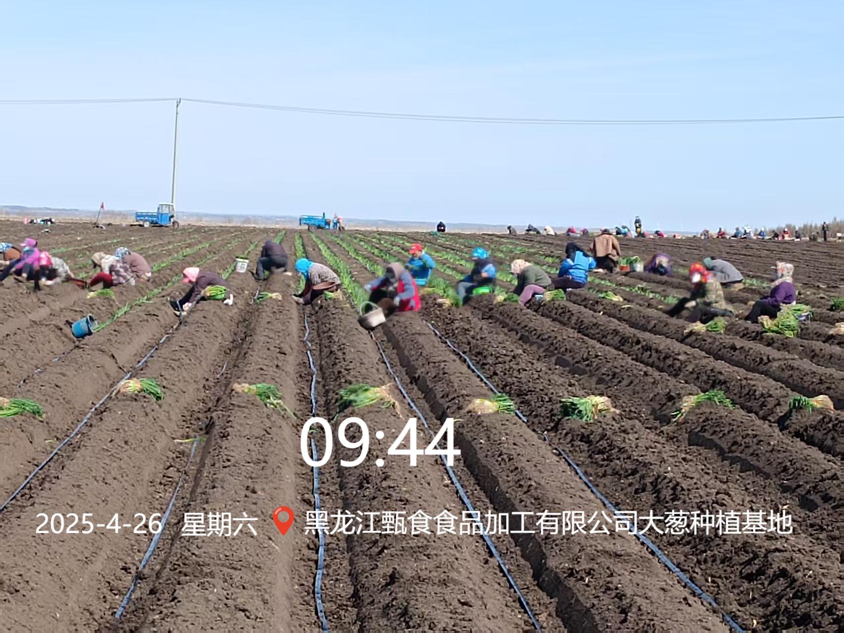 大蔥種植基地