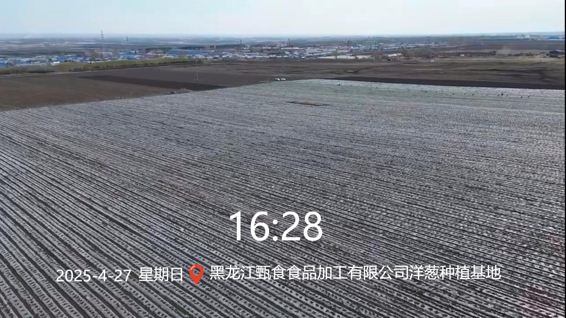 洋蔥種植基地