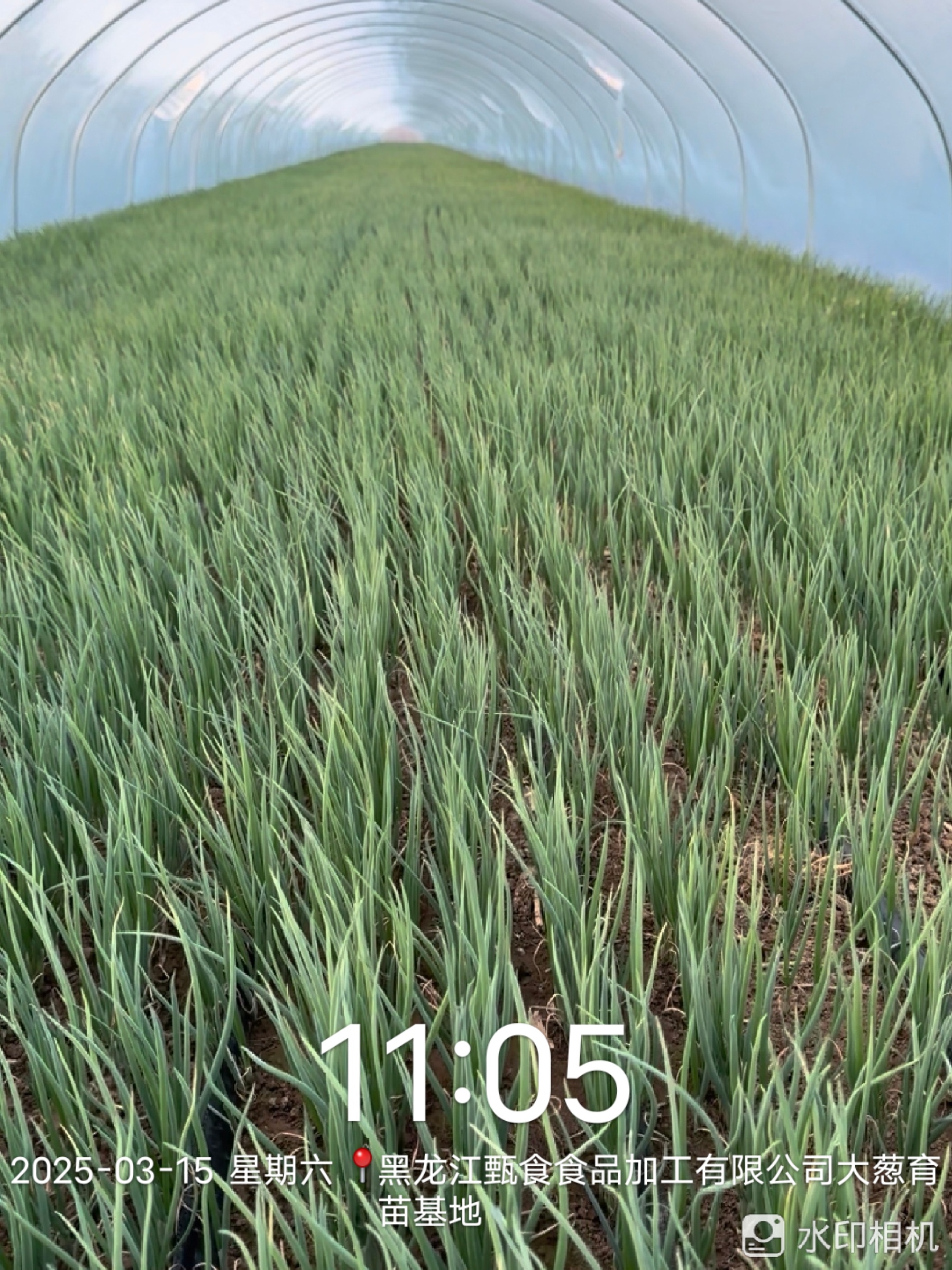 大蔥育苗基地