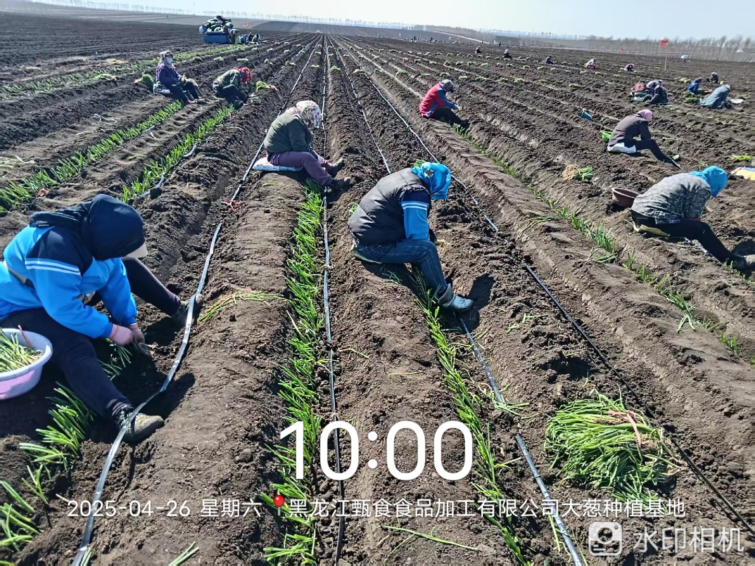 大蔥種植基地