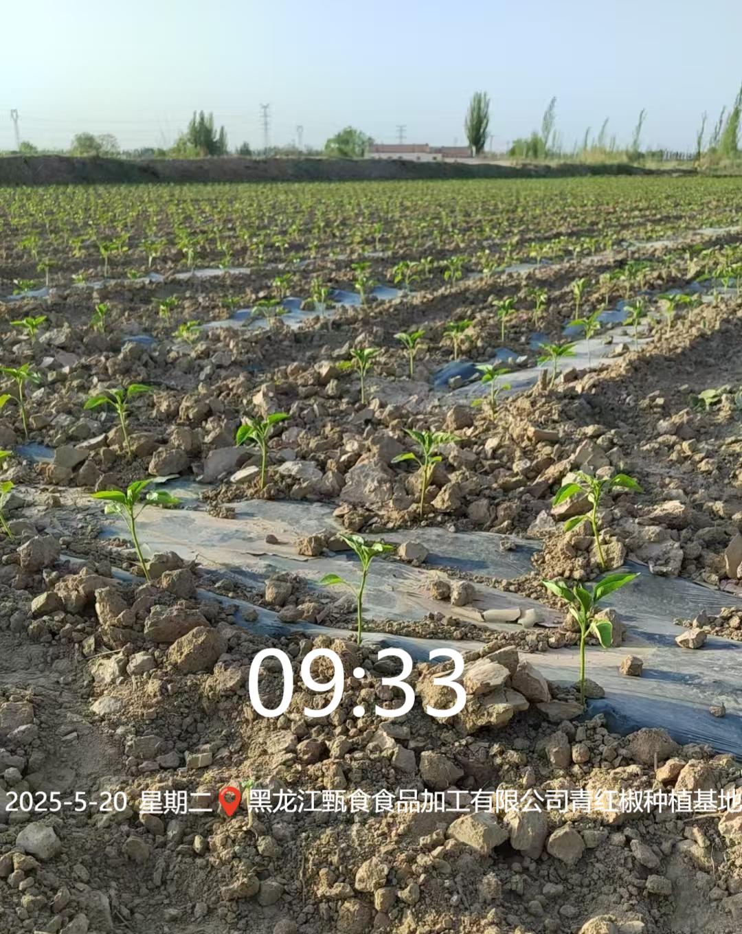 Green and red pepper seedling base