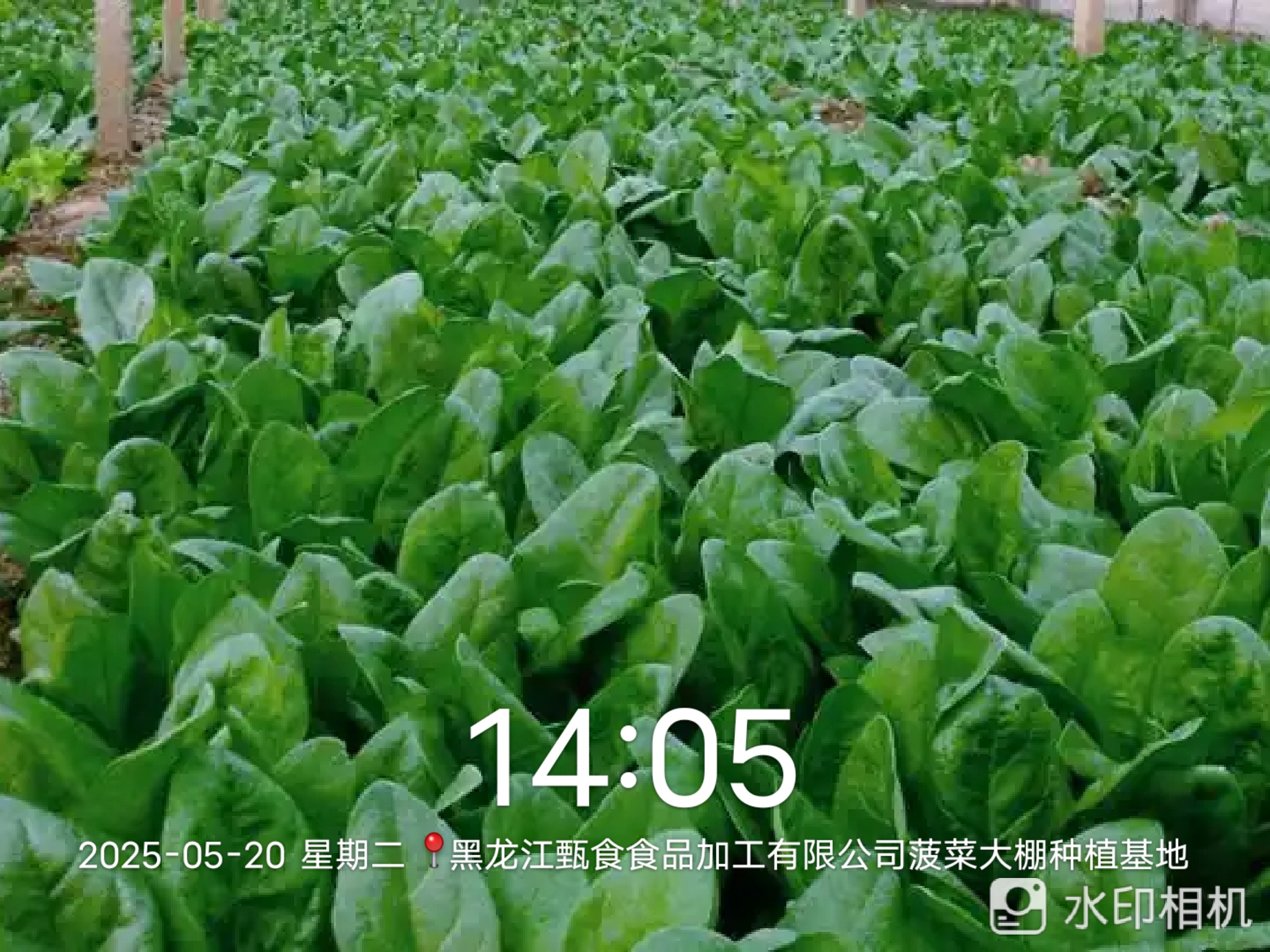 Spinach greenhouse planting base