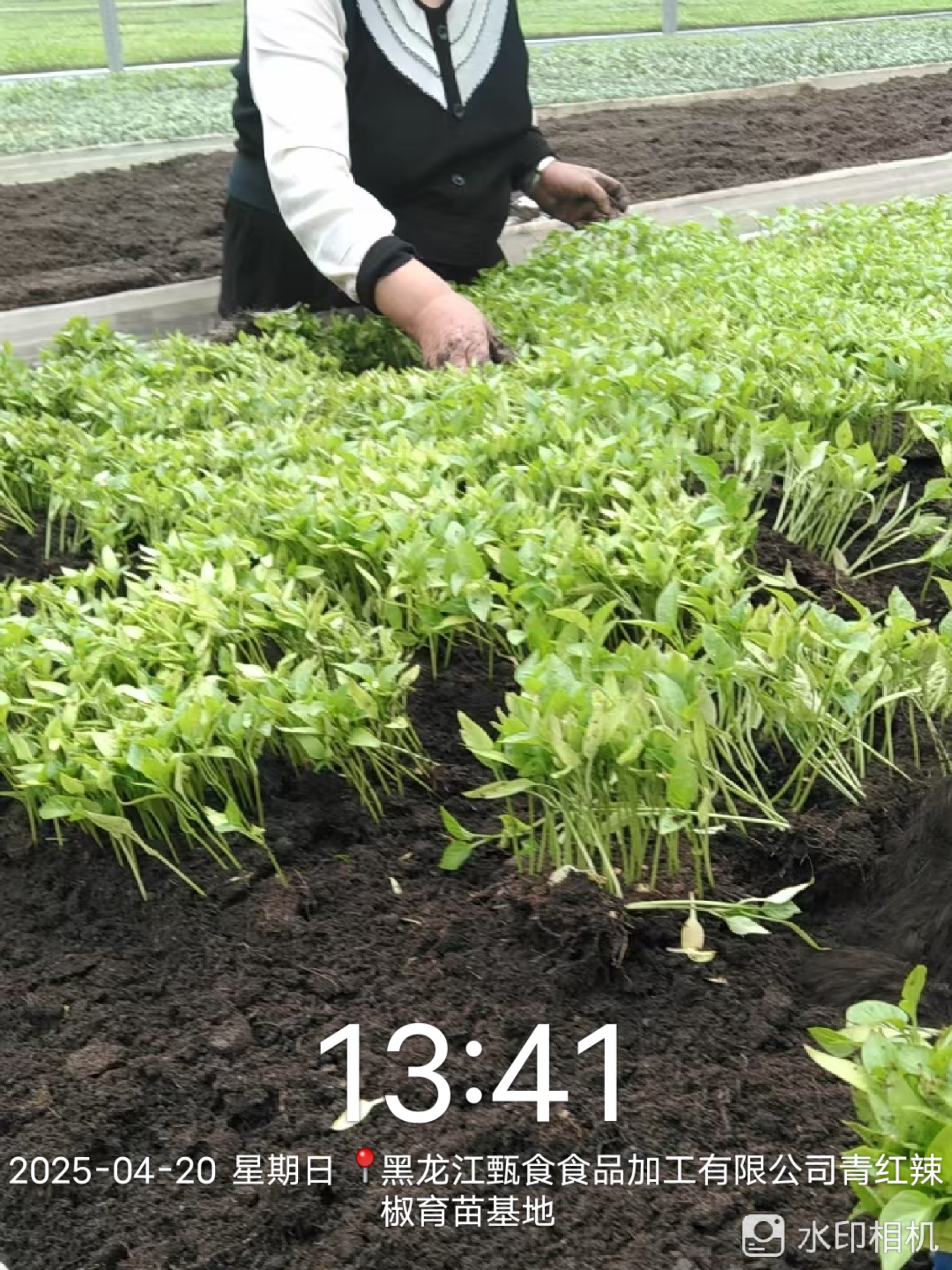 Green and red pepper seedling base