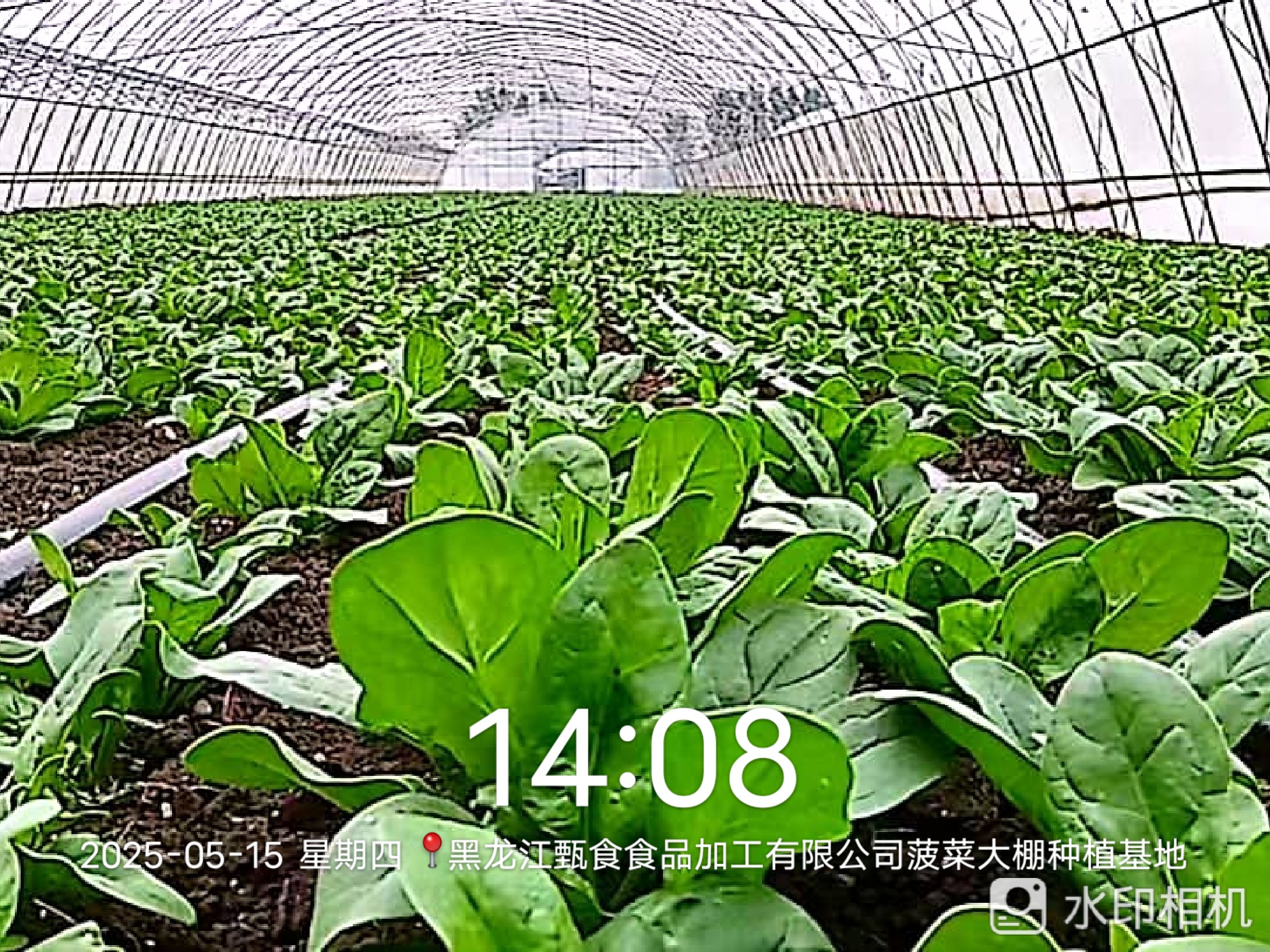 Spinach greenhouse planting base