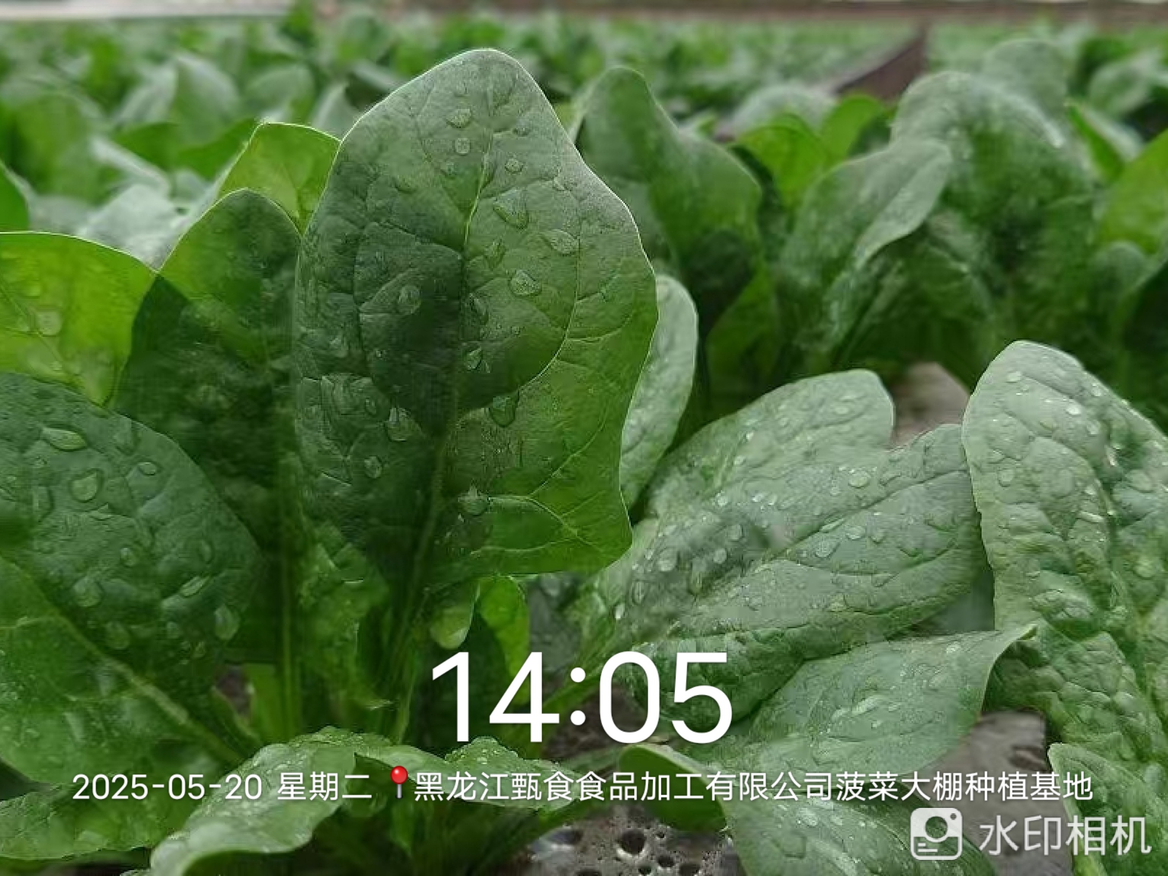 Spinach greenhouse planting base