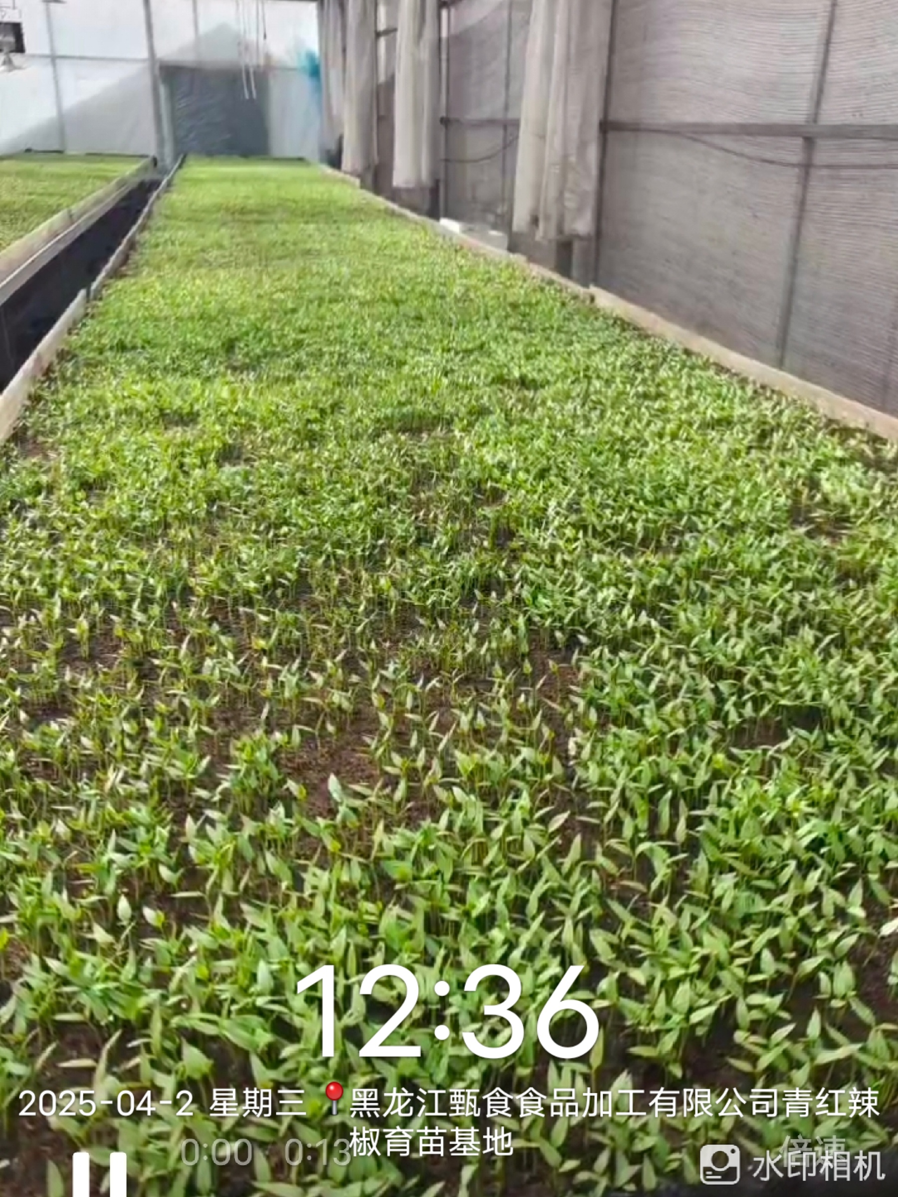 Green and red pepper seedling base