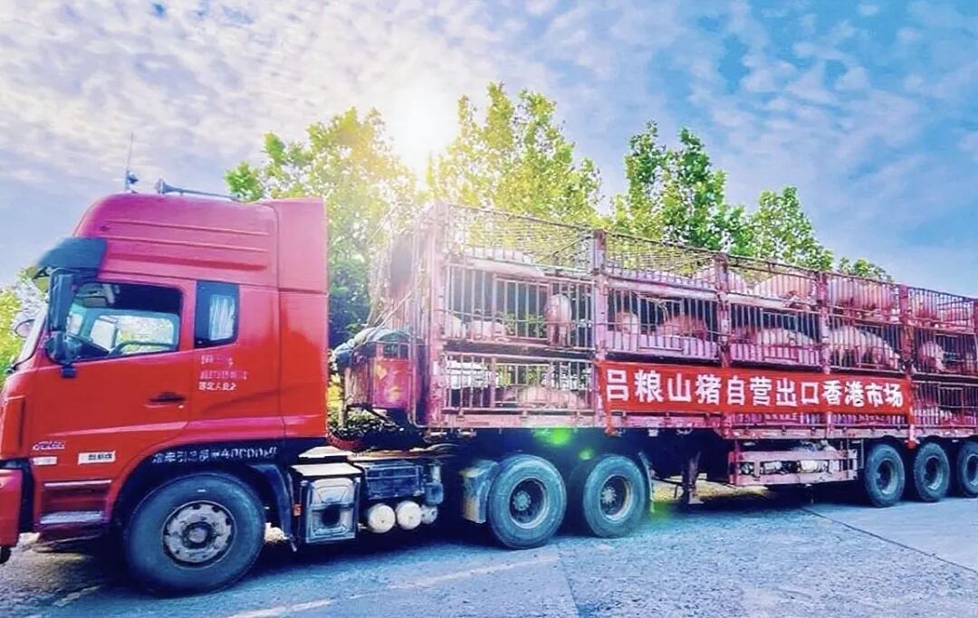 吕粮山猪 | 供港猪群顺利入仓！
