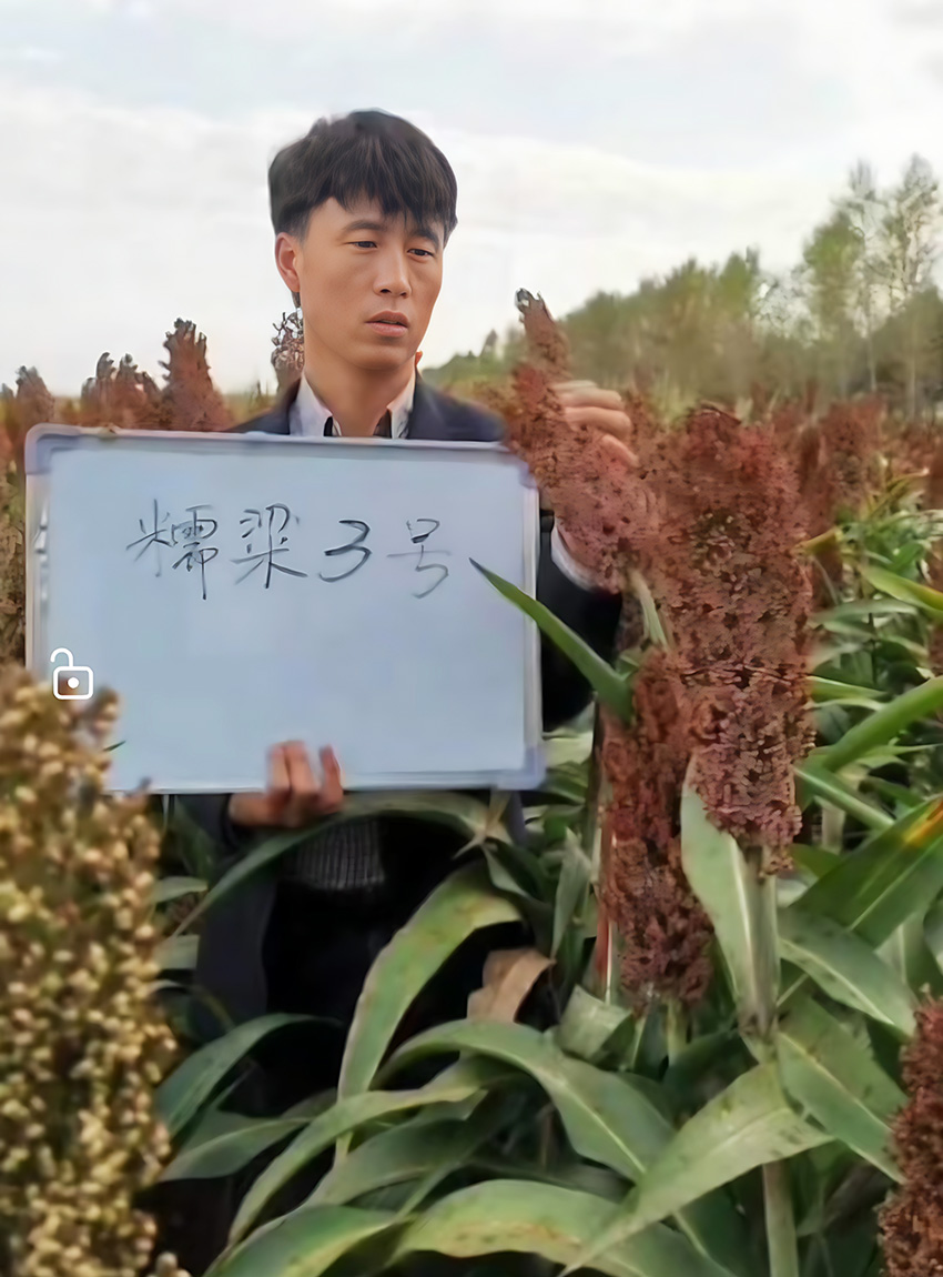 糯糧3