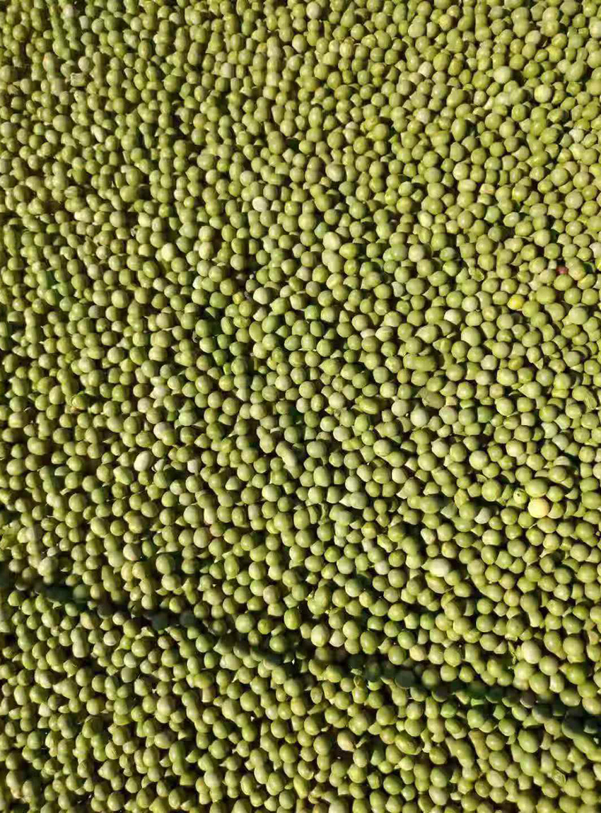 雙青豆