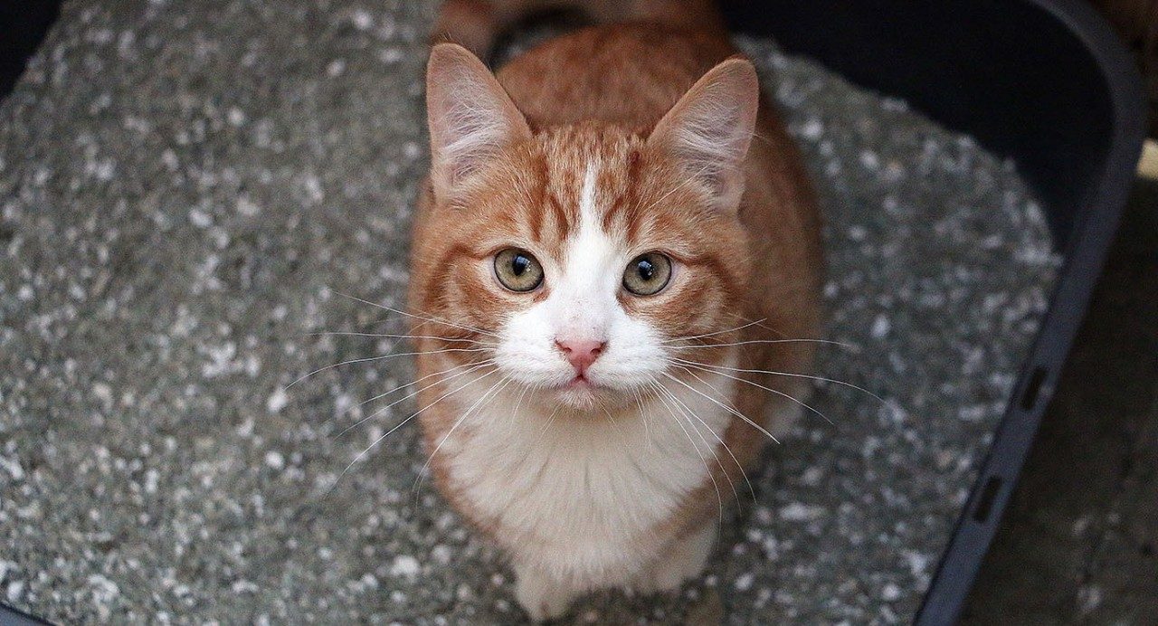 癌症患者需要了解的机会性感染