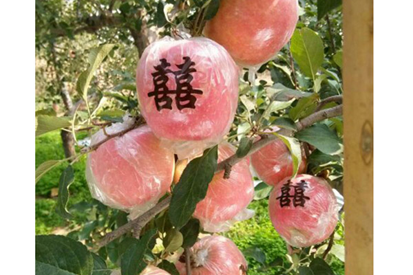 苹果基地