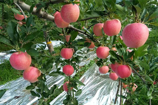 高鈣富硒（紅富士）