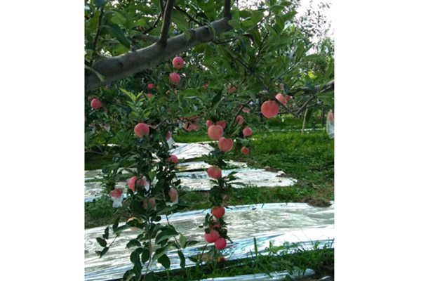 高鈣富硒（紅富士）