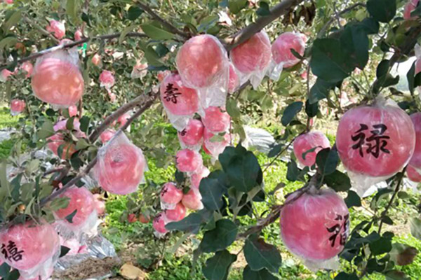 苹果基地