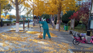 落葉紛飛添秋韻  園丁清掃工作忙