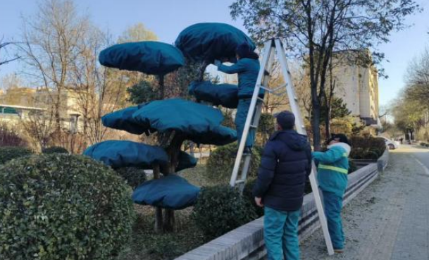 精護綠植迎寒冬 匠心守護筑生機