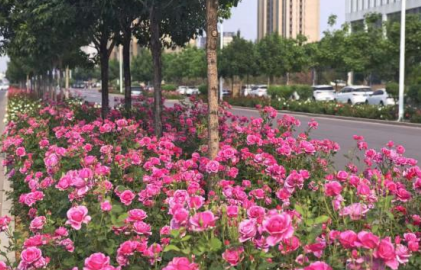 精细养护常态化 满城繁花春似锦