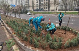 补植添新绿 匠心焕新颜