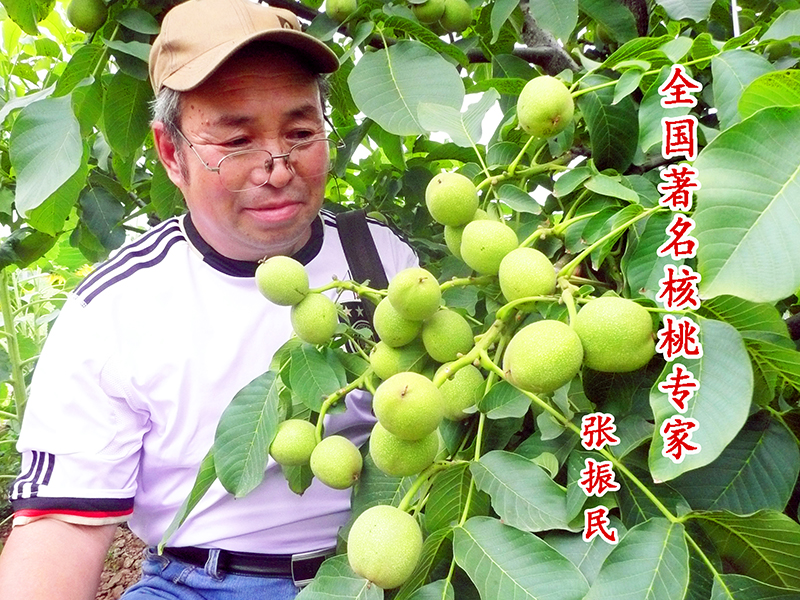 专家团队