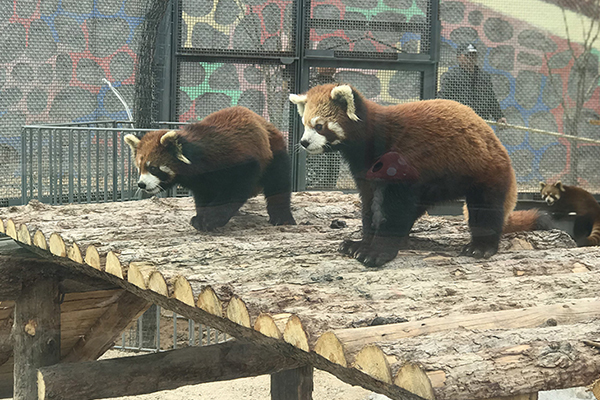 奕丰养殖