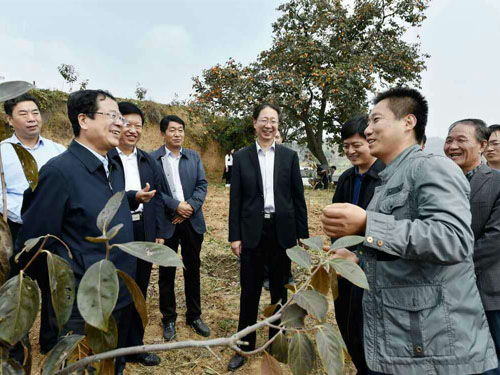 运城市市长陈振亮来到展鹏农业牛心柿子树基地调研